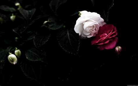 Aesthetic Roses Laptop Wallpapers - Wallpaper Cave