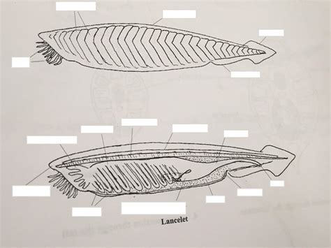 Lancelet Diagram | Quizlet