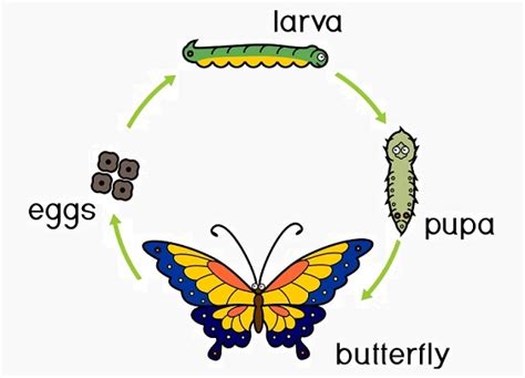 Life Cycles, Inheritance and Traits