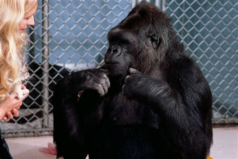 koko-gorilla-dies-46-westherald | West Herald