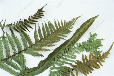 Fern fronds and sori - Stock Image - B450/0278 - Science Photo Library