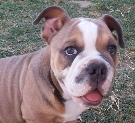 English Bulldog Puppies For Sale | Norco, CA #292165