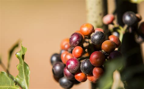 Fruit,cerrado,fruit of the cerrado,brazilian cerrado,free pictures - free image from needpix.com