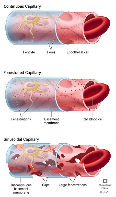 Five Types Of Blood Vessels