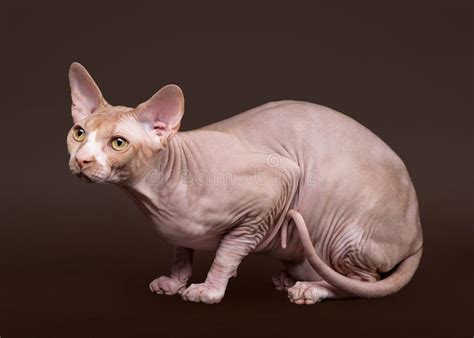 Don sphynx stock image. Image of rose, leathery, litter - 27442131