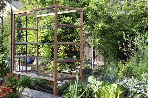 A Unique DIY Tomato Trellis Design