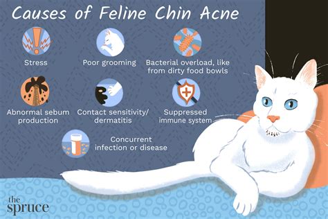 Chin Acne in Cats and Cat Acne Treatment