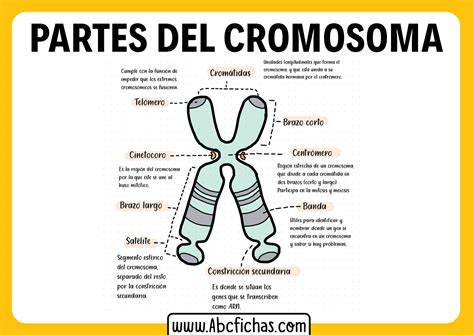 Cromosomas Partes