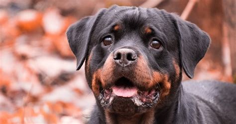 3 Tips To Teach Your Rottweiler To Play Fetch