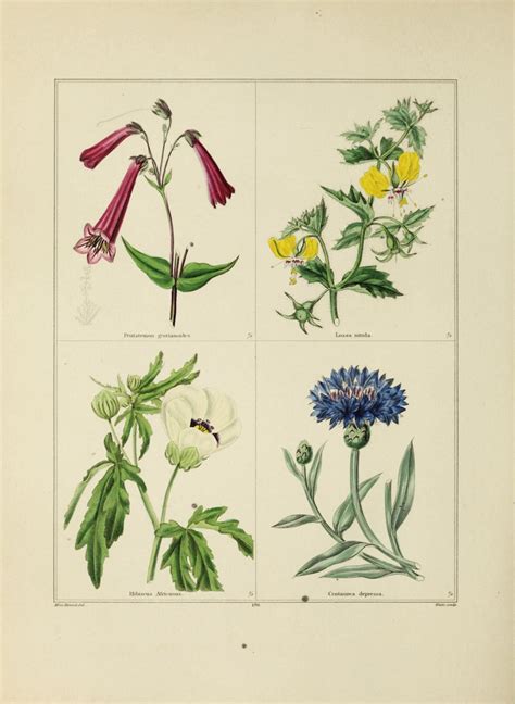 300-Year-Old Botanical Illustrations and the Art They Inspire Today