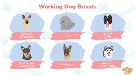 What Breed Of Dog Makes A Good Working Dog