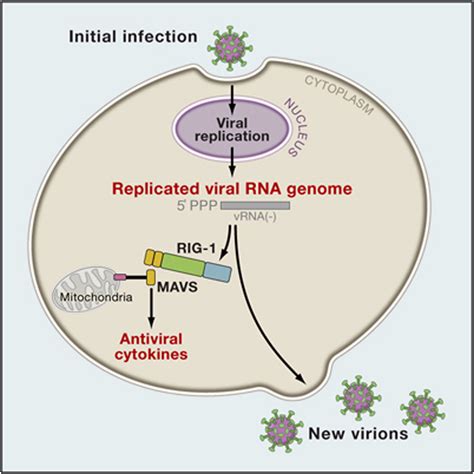 [最新] double-stranded rna viruses examples 287308-Can viruses have double stranded rna ...