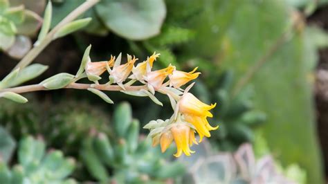 15 Succulents That Bloom With Bright Yellow Flowers