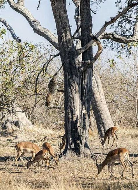 Young Leopard Showing His Innate Hunting Skills (10 photos) | KLYKER.COM