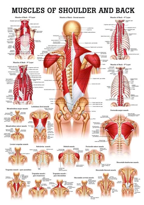 Human Muscles of the Shoulder and Neck Poster - Clinical Charts and ...