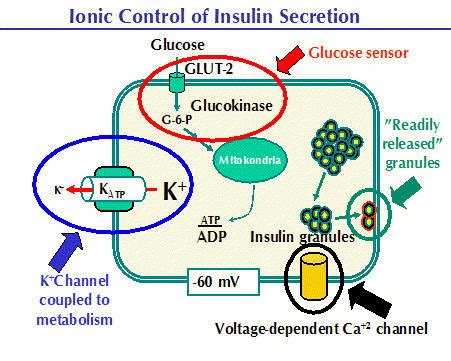 Beta-Cell Function and Failure | IntechOpen