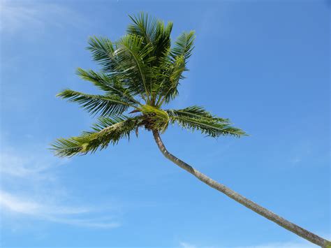 Coconut Tree Free Stock Photo - Public Domain Pictures