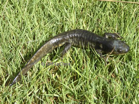 Barred Tiger Salamander Larvae