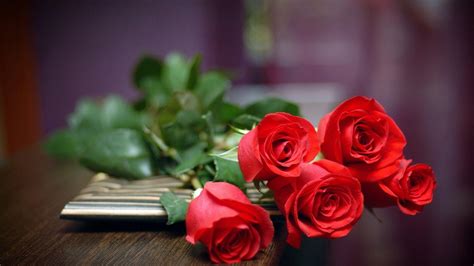 Red Rose Flowers Live Wallpaper | Best Flower Site