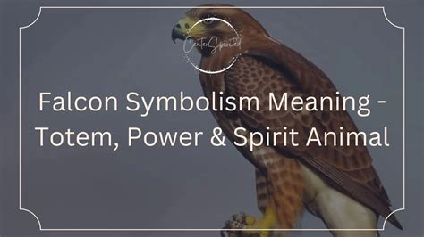 Falcon Symbolism Meaning - Totem, Power & Spirit Animal