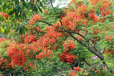 pokok renek bunga merah - Jack Lambert