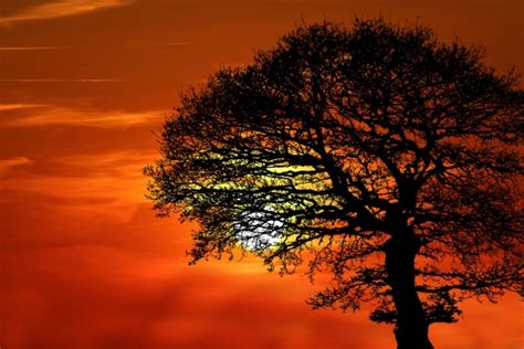 Tree Silhouette At Sunset Free Stock Photo - Public Domain Pictures