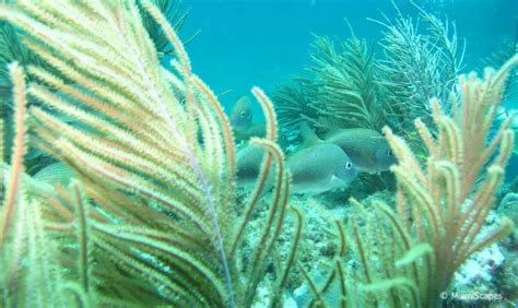 Snorkeling at Biscayne National Park