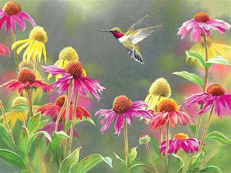 Hummingbird Wallpapers - Top Free Hummingbird Backgrounds - WallpaperAccess