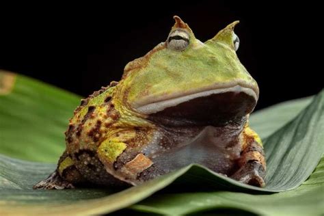 Pacman Frog - Learn About Nature