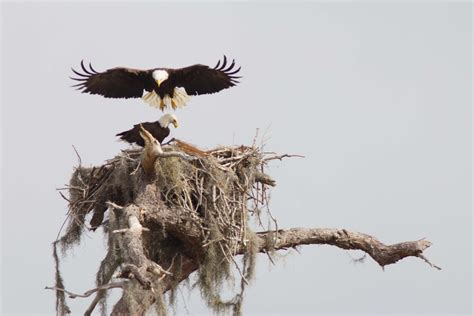 Eagle’s Nest | PRINCE GEORGE'S COUNTY PARENTS, MARYLAND BLOG