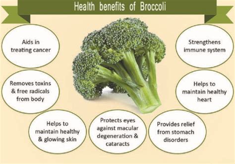 Benefits of Broccoli | Nikki Kuban Minton