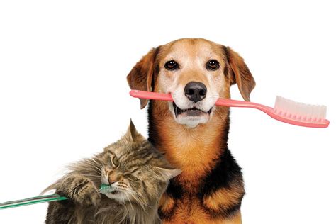 The Importance of Dentistry - Close Veterinary Clinic