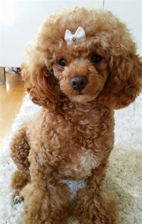 Toy Poodle Haircuts Photos - Dress The Dog - clothes for your pets!