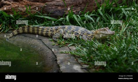 Baby Broad-snouted Caiman (Caiman latirostris) - Alligator Hatchling ...