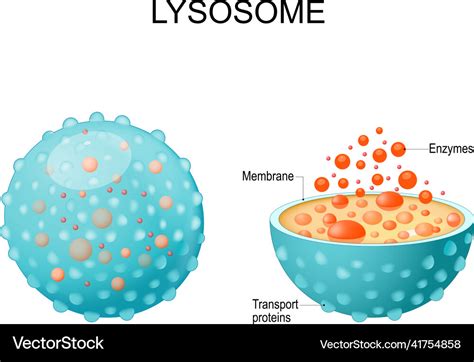 Lysosome Royalty Free Vector Image - VectorStock