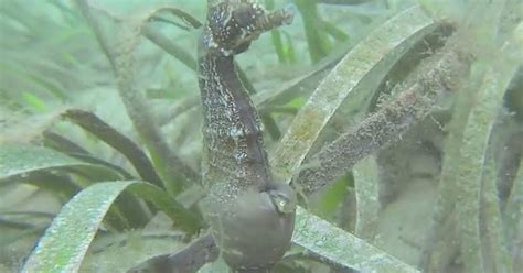 See rare footage of a pregnant male seahorse giving birth in the wild - CNET