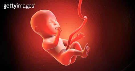 3D Human Baby Fetus CG Render. Peaceful In Mother’s Womb. 3D Illustration Render 이미지 (1270379918 ...