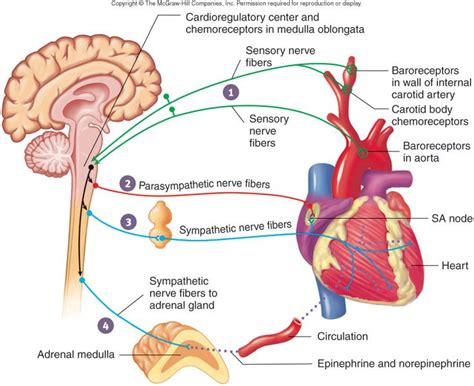 baroreceptor reflex innervation - Google Search | Cardiac, Medical ...