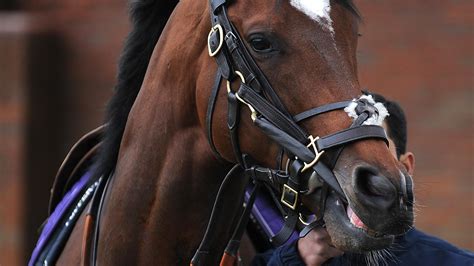 Frankel dominates Newbury - Horse Racing - Eurosport