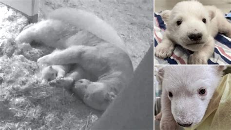 Gender Of Berlin Zoo's Adorable Baby Polar Bear Finally Revealed As He Waves To Admirers During ...