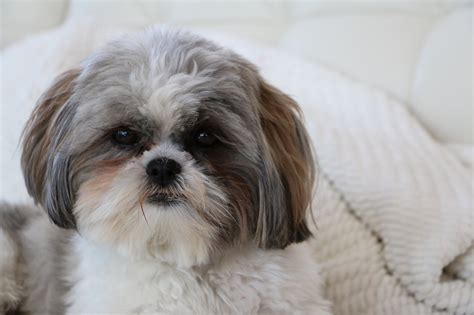 Dog Shih Tzu White - Free photo on Pixabay - Pixabay