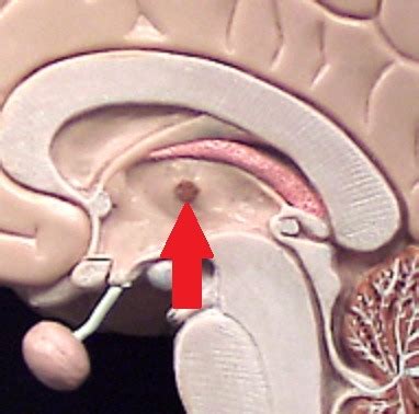 Diencephalon structures and function Flashcards | Quizlet