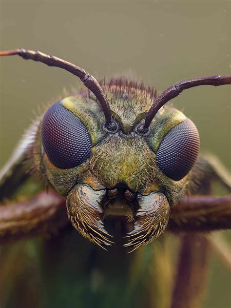 Insect head closeup! - ZBrushCentral