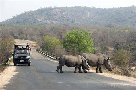 Why Is Kruger The Best Safari Destination In South Africa? - Southern Destinations