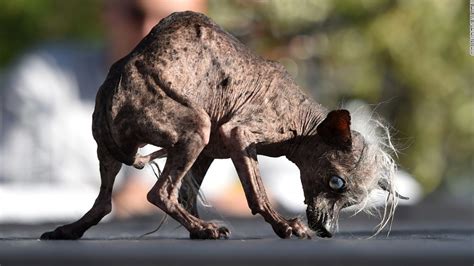 Meet the world's ugliest dog - CNN