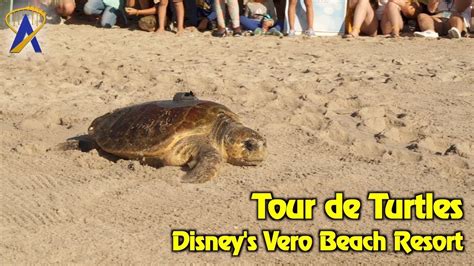 Experience a Tour de Turtles at Disney's Vero Beach Resort - YouTube