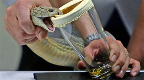 Snake Breeder Killed By His King Cobra's Bite | Scoop News | Sky News