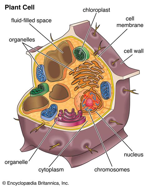 Contractile Vacuole In Animal Cell