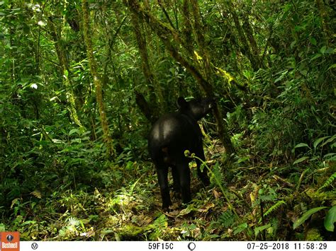 MOUNTAIN TAPIR - Spectacled Bear Conservation Society