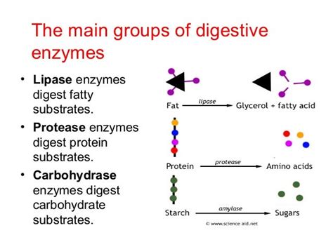 B2.5 proteins enzymes